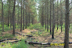 Prescribed Fire improves understory health and access