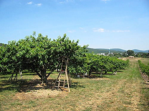 [1%2520cherry%2520picking%255B3%255D.jpg]