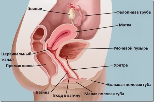 Увеличение клитора гормонами Увеличение клитора гормонами