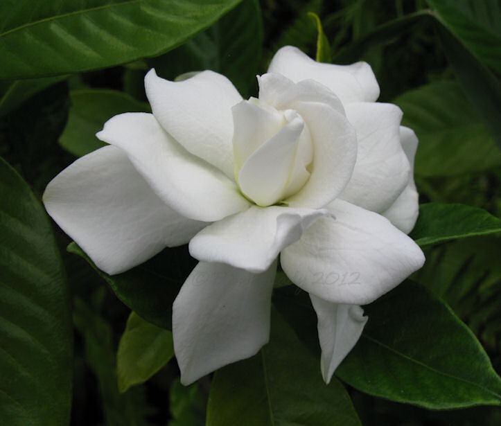 [05-13-first-gardenia3%255B5%255D.jpg]