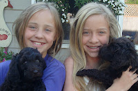 Labradoodles with love