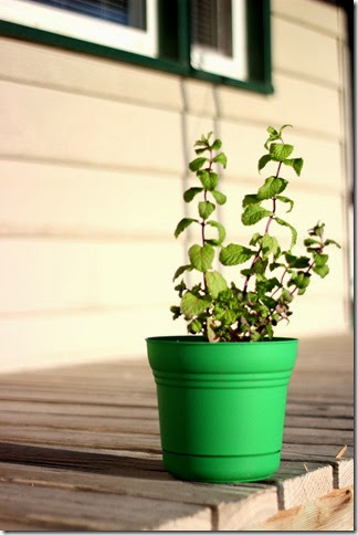 mint plant