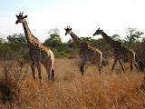 A trio of giraffes. Transition to Madagascar - 029.jpg