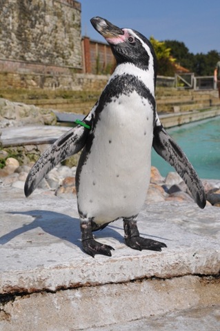 [Dippy%25204%2520Sept%25202012%2520DSC_0533%255B4%255D.jpg]