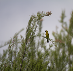 Orchard Oriole Quintana