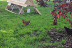  Chicken Gallery