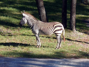 Disney 2010 - Animal Kingdom Lodge