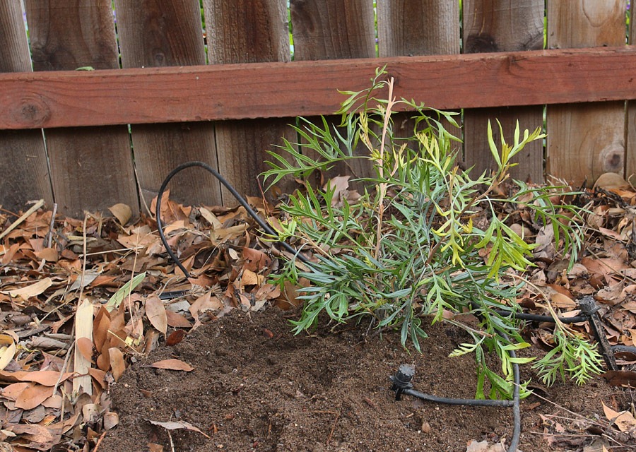 [120219_Grevillea-Superb%255B3%255D.jpg]