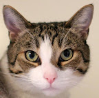 Barsik is from the San Diego Humane Society. To learn more about Barsik, click on the link to the shelter below.