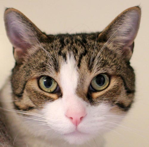 Barsik is from the San Diego Humane Society. To learn more about Barsik, click on the link to the shelter below. Barsik is from the San Diego Humane Society. To learn more about Barsik, click on the link to the shelter below.