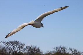 IMG_9459 IMG_9459