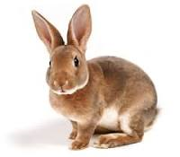 Rabbit Rabbit