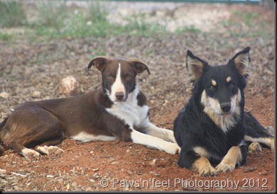 Sambo and Lassie1
