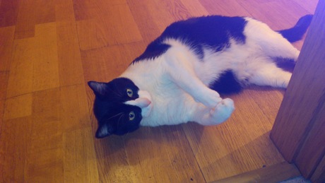 otto otto