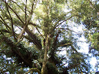 california_sequoia
