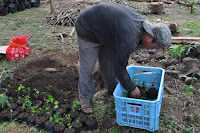 pinoyecofarm january _0113.JPG