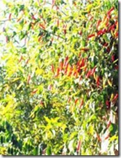 nagaland chilli plant