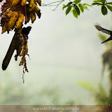 Ai que inveja!!! - Posada do Rio Celeste - Rio Celeste - Costa Rica