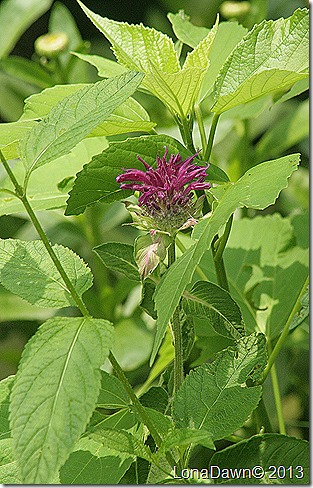 Monarda_Purple_Rooster