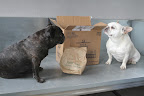 Well that explains why the box smells like onions.
