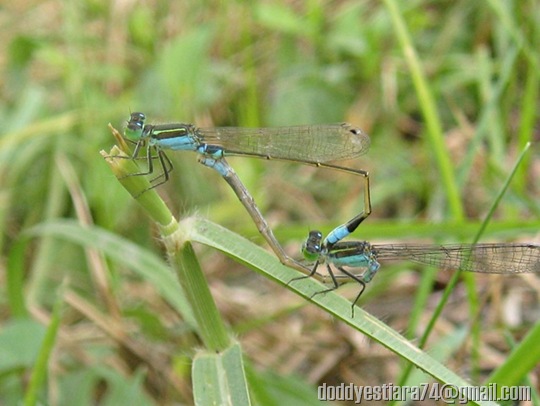 Damselfly mating - Ischnura senegalensis_7