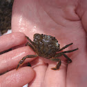 Green Crab