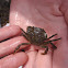 Green Crab