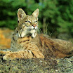 lynx (8).jpg