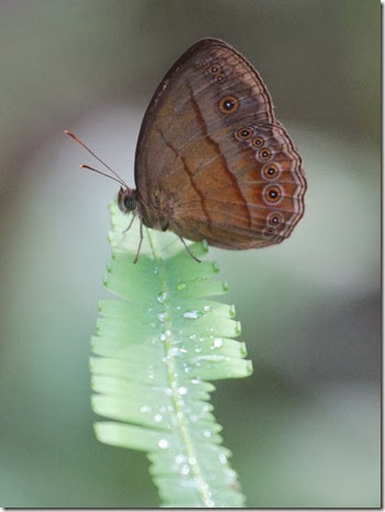 malayan bush brown malayan bush brown