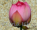 Glória Ishizaka - Flor de Lótus -  Kyoto Botanical Garden 2012 - 13