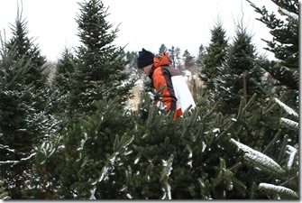 Christmas Tree 2011 014