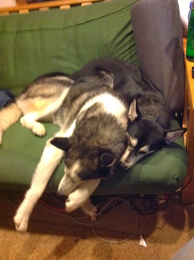 Pip & Elrond 2 photo.JPG