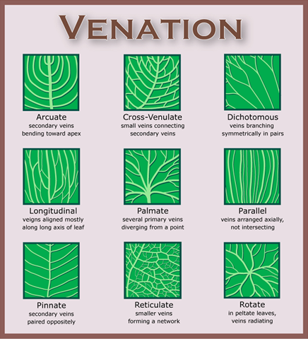 [Venation%2520types%2520of%2520leaves%2520with%2520diagrams%255B4%255D.png]