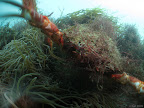 Crab: an angry spider crab lashes out at the camera