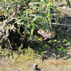 DSCN9497.JPG