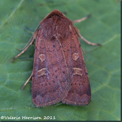 square-spot-rustic (2) square-spot-rustic (2)