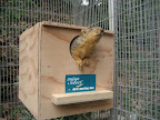 While Charlie's stay was brief, he will be missed by his other wildlife comrades at AnimalAdvocates.us. This blind squirrel is remarkably resilient despite his limitations! While Charlie's stay was brief, he will be missed by his other wildlife comrades at AnimalAdvocates.us. This blind squirrel is remarkably resilient despite his limitations!