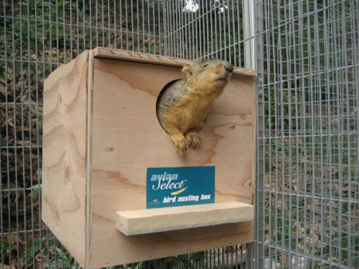 While Charlie's stay was brief, he will be missed by his other wildlife comrades at AnimalAdvocates.us. This blind squirrel is remarkably resilient despite his limitations! While Charlie's stay was brief, he will be missed by his other wildlife comrades at AnimalAdvocates.us. This blind squirrel is remarkably resilient despite his limitations!