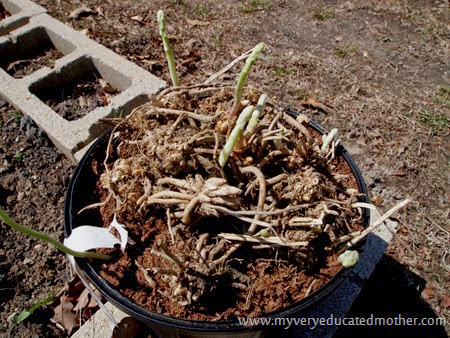 #gardening Planting Asparagus