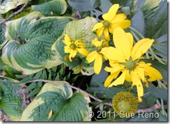 SueReno_Rudbeckia