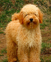Sire Rainier's Clover,<br />
gorgeous apricot labradoodle