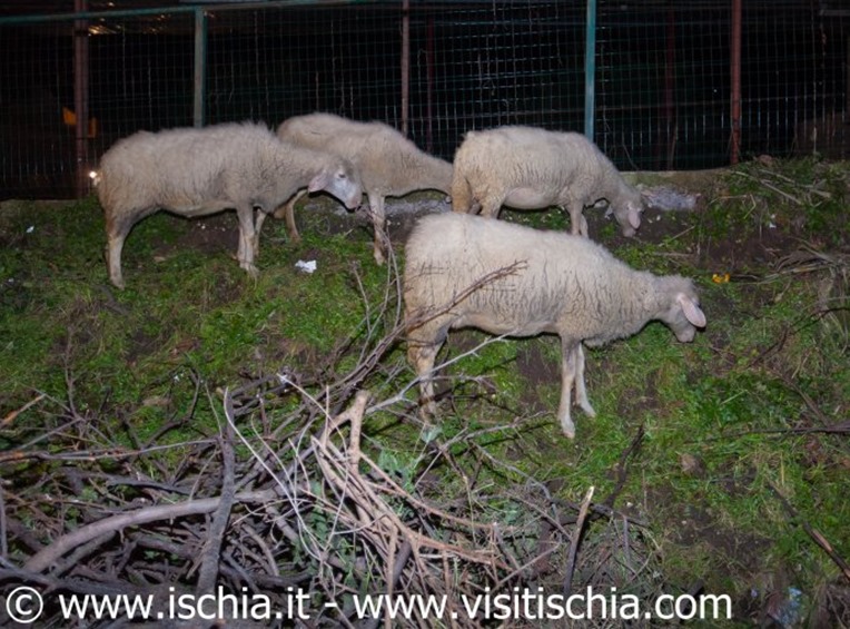 phoca_thumb_l_presepe-vivente-campagnano-3 phoca_thumb_l_presepe-vivente-campagnano-3