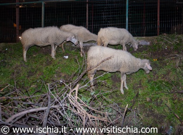 phoca_thumb_l_presepe-vivente-campagnano-3