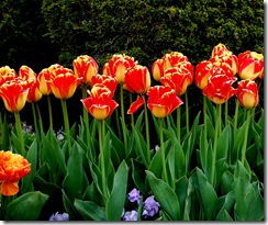 tptulips8