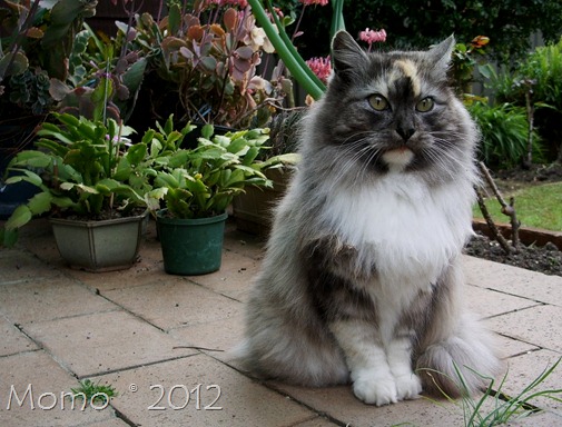 08 winter - private garden momo 08 winter - private garden momo