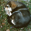 Nanook