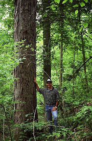 Forest Stewardship - Pike Lumber Company forester Mike Feller stands beside a massive oak tree in this 1997 photograph. Pike Lumber Company manages more than 100 Indiana tracts like this one for its landowning customers. The company won the National Hardwood Lumbermen's Association 2006 Forest Stewardship Award