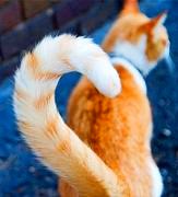 gato - cauda
