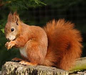 red squirrel