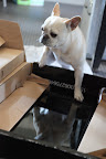 Sharkey!  No paw prints on that brand new screen!